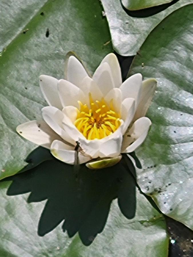 شقة Dhamma-Retreat In برلين المظهر الخارجي الصورة